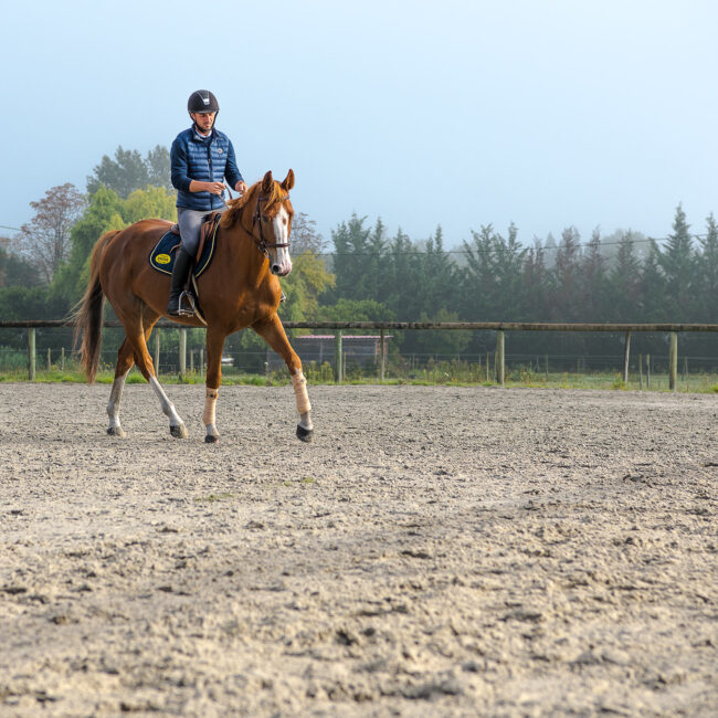 Prise de vue d'une préapration à un entrainement équestre intensif