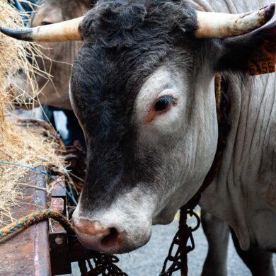 Visuel photographique d'une tête de boeuf avec ses attributs caractéristques