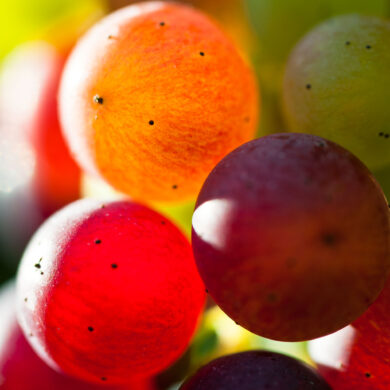 Photographie format carré d'une grappe de raisins en plan rapproché à la véraison raisins multicolores en transparence